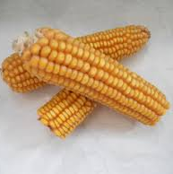 maíz seco.jpg en Soleyboqueria.com