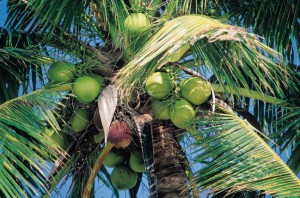 Agua de coco palmera Soley Boqueria